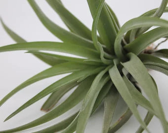 Tillandsia Brachycaulos