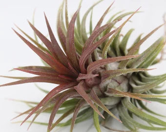Tillandsia Ionantha Var Stricta