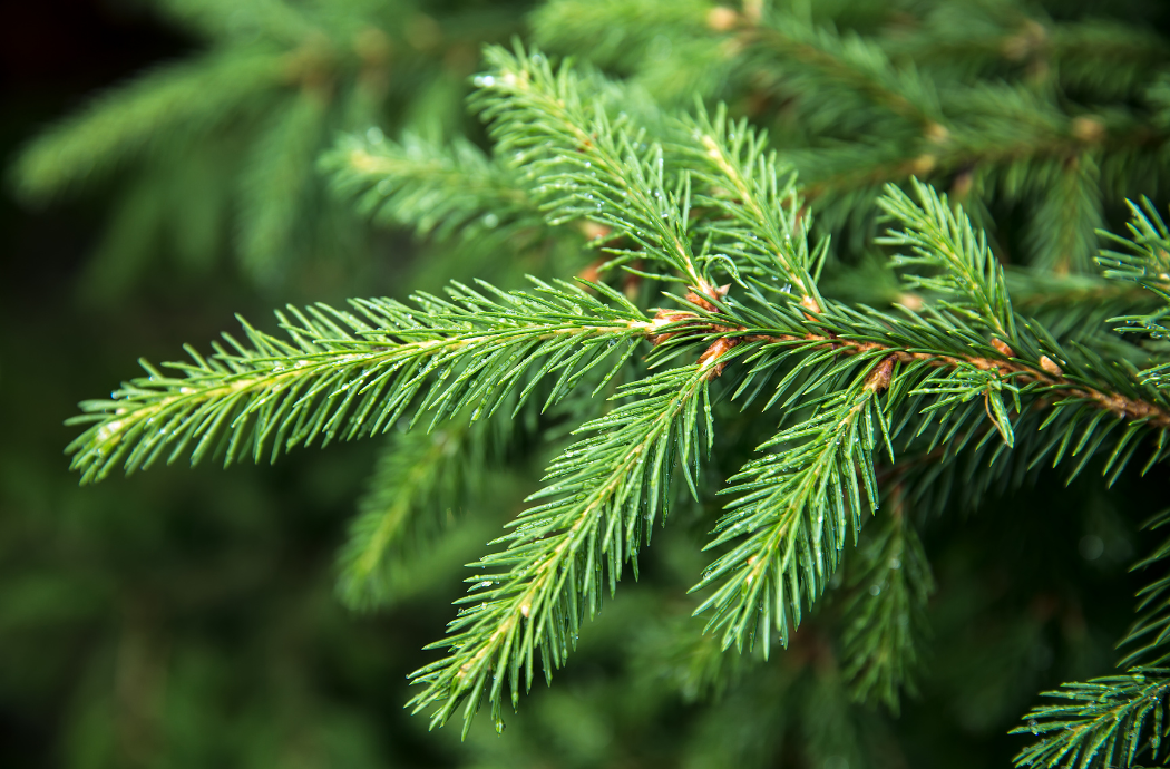 Sapin Épicéa 150/200cm