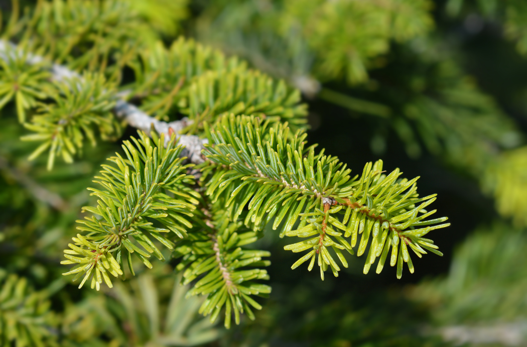 Sapin Nordmann Extra 200/250cm
