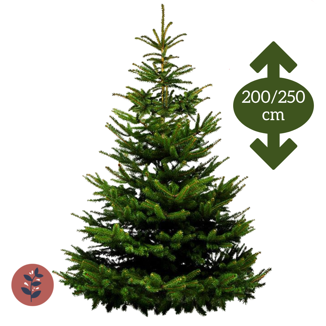 Sapin Nordmann Extra 200/250cm
