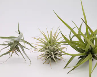 Tillandsia lot de 3 variétés