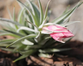 Tillandsia Recurvifolia en bouton