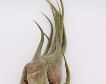 Tillandsia Seleriana