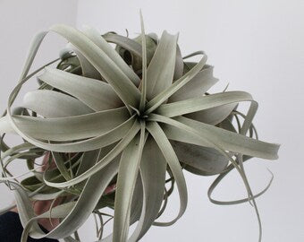Tillandsia Xerographica