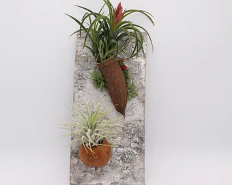 Tillandsia sur cadre