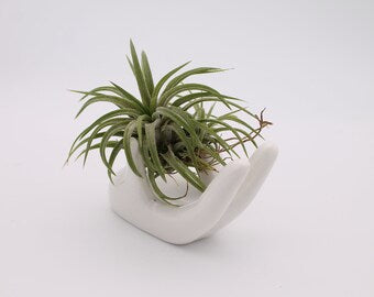 Tillandsia Ionantha avec main en porcelaine