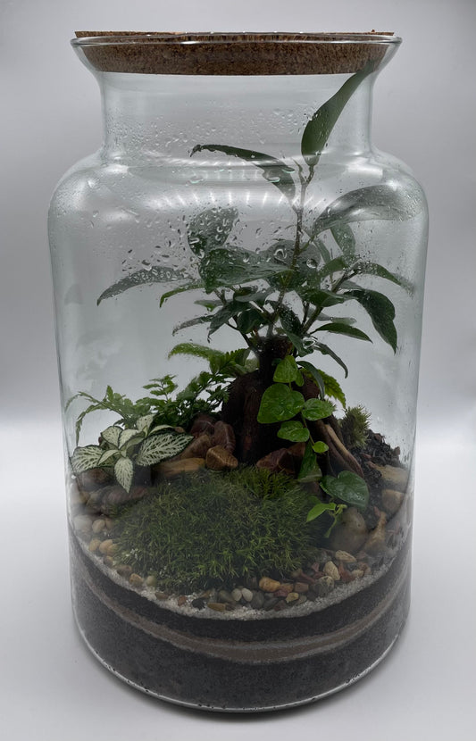 Bon pour un atelier terrarium