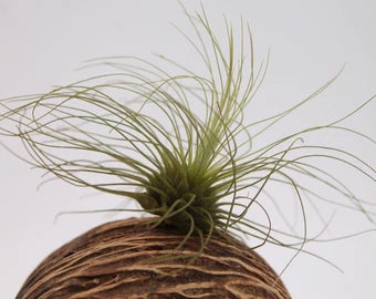 Tillandsia Fuchsii Argentea