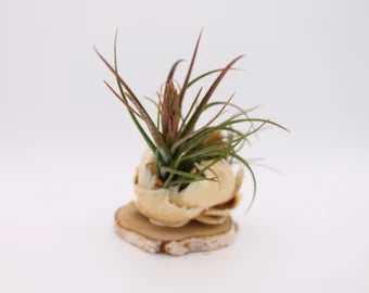 Tillandsia création végétale fleur de coco
