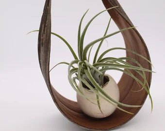 Tillandsia sur feuille de coco