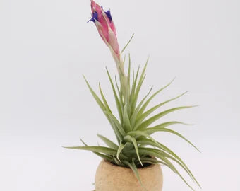 Tillandsia Aeranthos en bouton et son support