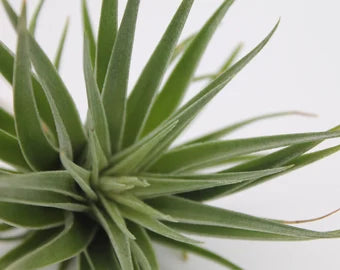 Tillandsia Recurvifolia