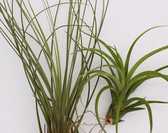 Tillandsia lot de 2 : Juncea et Califano