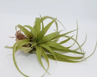 Tillandsia Riohondoensis
