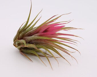 Tillandsia Kolbii