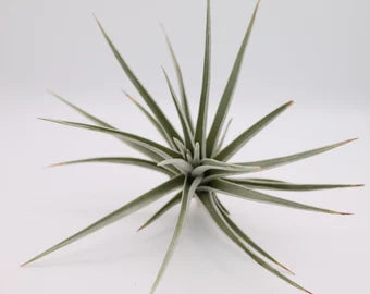 Tillandsia Ixioides