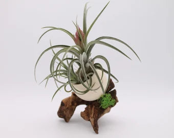 Tillandsia Califano avec son support