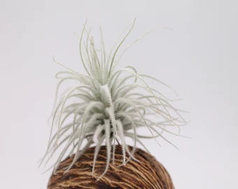 Tillandsia Tectorum Snow