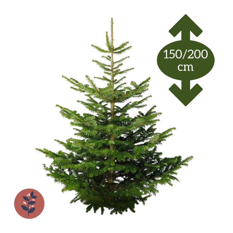 Sapin Épicéa 150/200cm